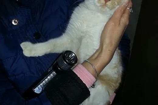 Rudas Gandalf szuka kochającego domu,  dolnośląski