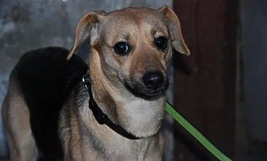 Czarna - mała suczka do adopcji, dolnośląskie Jel