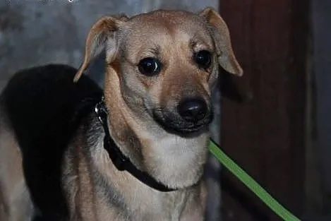 Czarna - mała suczka do adopcji, dolnośląskie Jelenia Góra