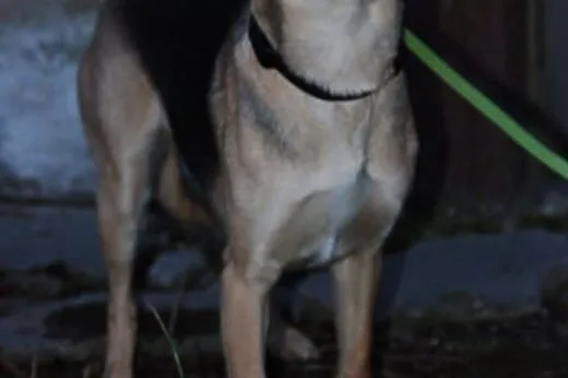 Czarna - mała suczka do adopcji,  dolnośląskie Jel