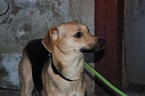 Czarna - mała suczka do adopcji,  dolnośląskie Jel