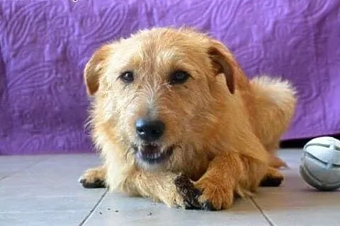 Malwinka Roczna sunia w typie terriera szuka kocha