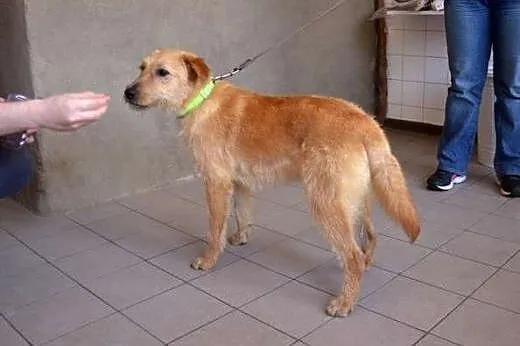 Malwinka Roczna sunia w typie terriera szuka kocha