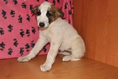 Mojka poleca się do adopcji,  dolnośląskie Wrocław