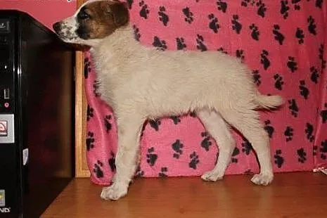 Mojka poleca się do adopcji,  dolnośląskie Wrocław