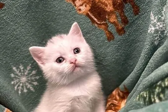 Kot Brytyjski. ( British Shorthair), Wielkopolskie, Poznań