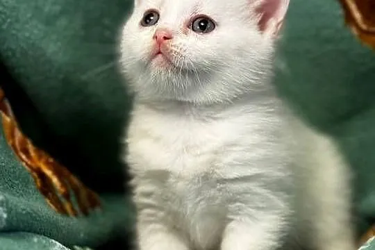 Kot Brytyjski. ( British Shorthair), Wielkopolskie, Poznań