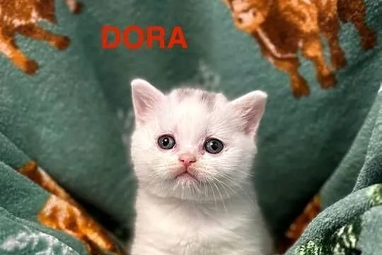 Kot Brytyjski. ( British Shorthair), Wielkopolskie, Poznań