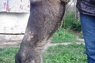 Agusia - zwykła bura sunia prosi o bezpieczny, cic