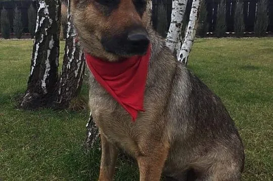 Mama, grzeczna, łagodna sunia szuka kochającego domu!