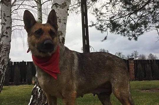 Mama, grzeczna, łagodna sunia szuka kochającego do