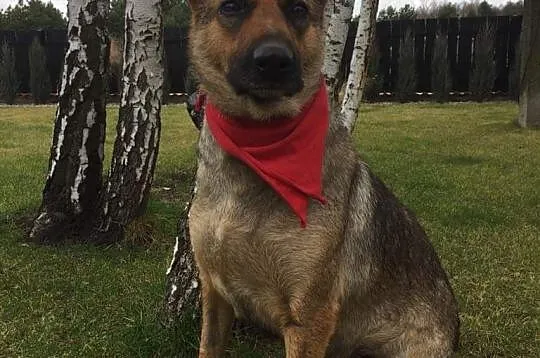 Mama, grzeczna, łagodna sunia szuka kochającego do