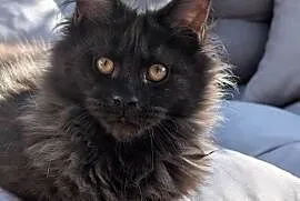 Evita czarna dymna kotka Maine Coon. Tica zapraszamy
