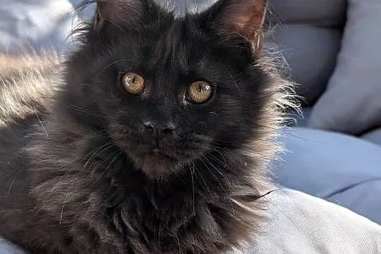 Evita czarna dymna kotka Maine Coon. Tica zapraszamy, Śląskie, Pszczyna