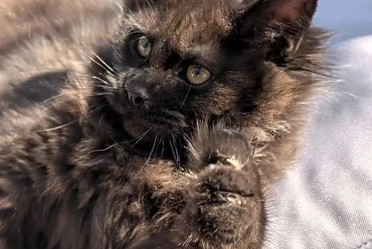 Evita czarna dymna kotka Maine Coon. Tica zapraszamy, Śląskie, Pszczyna