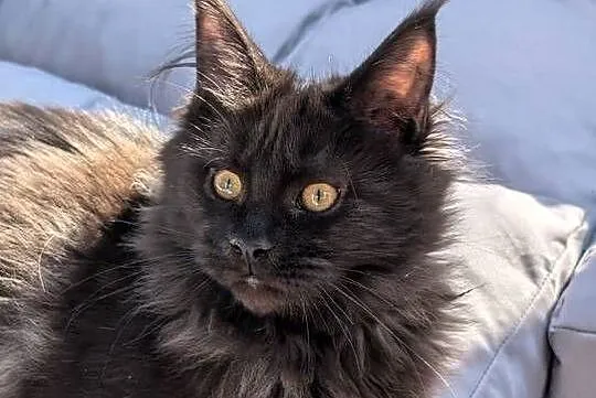 Evita czarna dymna kotka Maine Coon. Tica zapraszamy, Śląskie, Pszczyna