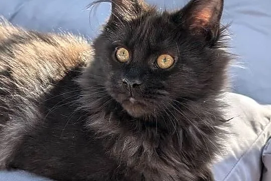 Evita czarna dymna kotka Maine Coon. Tica zapraszamy, Śląskie, Pszczyna