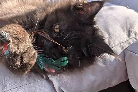 Evita czarna dymna kotka Maine Coon. Tica zapraszamy, Śląskie, Pszczyna
