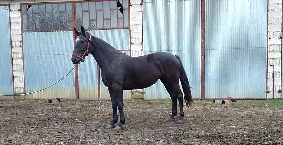 Klacz Brawa