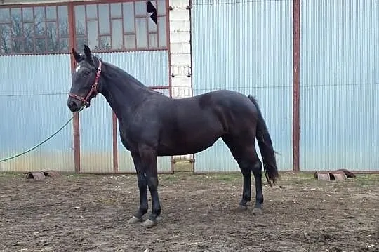 Klacz Brawa