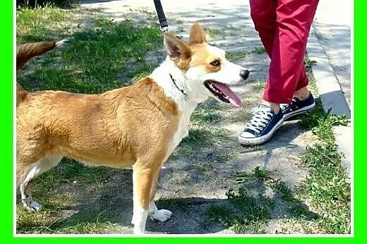 11kg,łagodna,wesoła,towarzyska,przyjazna suczka RU