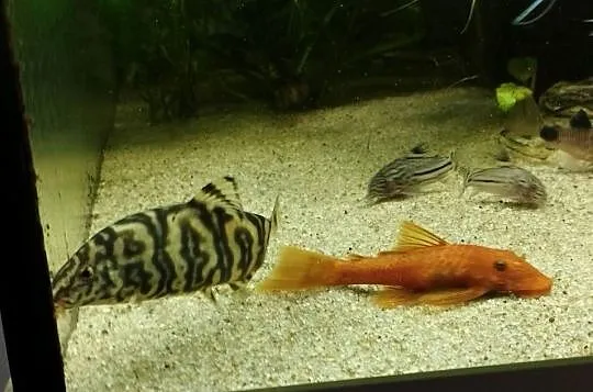 Bocja siatkowana xl, ryby akwariowe, rybki akwarium, Świętokrzyskie, Wygoda