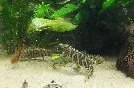 Bocja siatkowana xl, ryby akwariowe, rybki akwarium, Świętokrzyskie, Wygoda