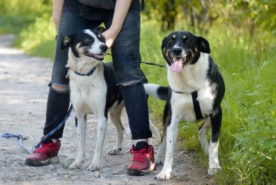 Pepsi - całe życie w schronisku, super sunia do adopcji  TO JUŻ 11 LAT W SCHRONISKU...Pepsi trafiła, , Warszawa