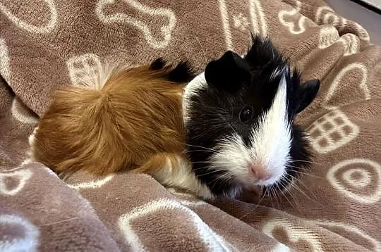 świnka morska cavia domowa SAMIEC