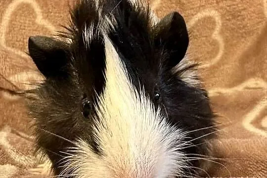 świnka morska cavia domowa SAMIEC, Małopolskie, Koszyce Wielkie