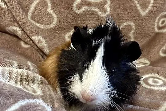 świnka morska cavia domowa SAMIEC, Małopolskie, Koszyce Wielkie