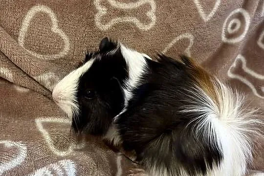 świnka morska cavia domowa SAMIEC, Małopolskie, Koszyce Wielkie