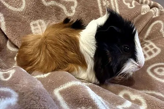 świnka morska cavia domowa SAMIEC, Małopolskie, Koszyce Wielkie