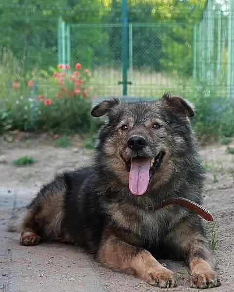 Remus.Nie szukałem żadnych kłopotów...