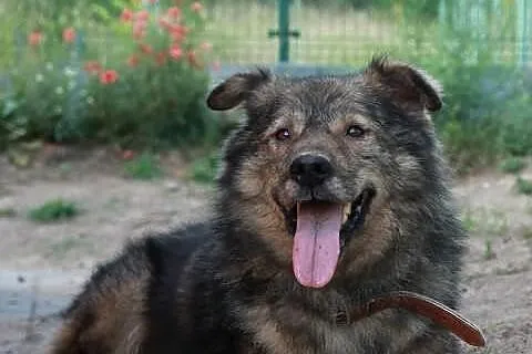 Remus.Nie szukałem żadnych kłopotów...