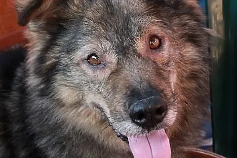 Remus.Nie szukałem żadnych kłopotów...
