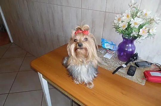 Śliczne mini yoreczki