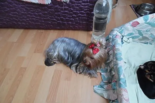 Śliczne mini yoreczki