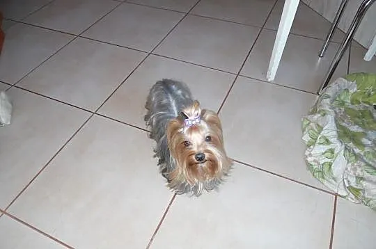 Śliczne mini yoreczki
