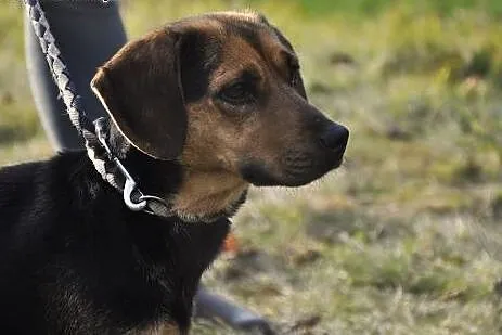 Piękna młoda CZEKOLADA szuka domu!,  warmińsko-maz