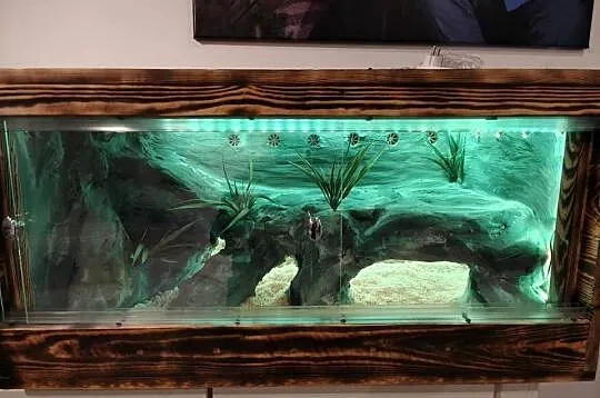 Wąż Pyton królewski +terrarium