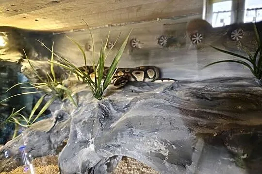 Wąż Pyton królewski +terrarium, Podkarpackie, Ustrzyki Dolne