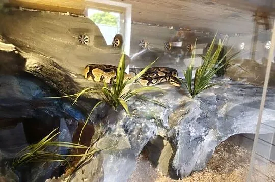 Wąż Pyton królewski +terrarium, Podkarpackie, Ustrzyki Dolne