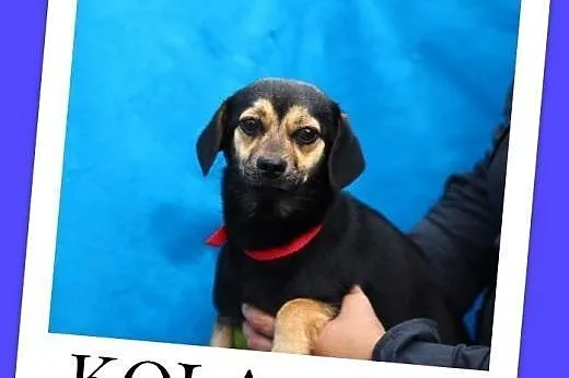 4 kg,przytulaśna,łagodna,.nakolankowa suczka KOLA.Adopcja,  dolnośląskie Wrocław
