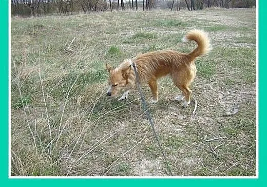 Stracił dom,jest przerażony,potrzebuje człowieka-m