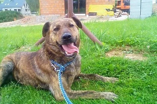 Zjawiskowa, duża i przyjazna sunia pilnie szuka do