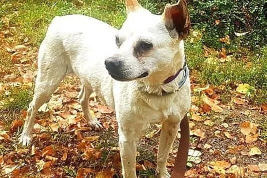 Staś - najcudniejszy wielkouch świata :) Kocha ludzi i czeka na swój dom, Łódzkie, Łódź