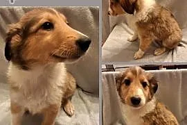 Owczarek Szkocki Długowłosy Collie