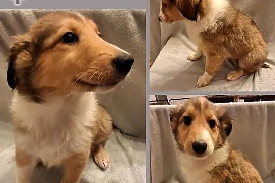 Owczarek Szkocki Długowłosy Collie