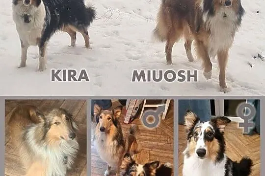 Owczarek Szkocki Długowłosy Collie, Dolnośląskie, Zgorzelec